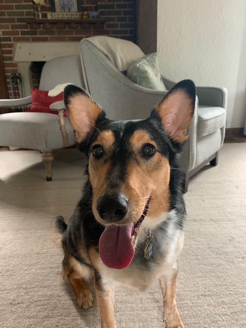 Dog photo found by Trayce